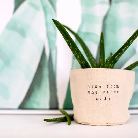 4" ALOE FROM THE OTHER SIDE